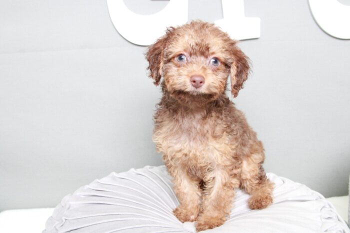 Apache- Bold Brown Male Cavapoo Puppy
