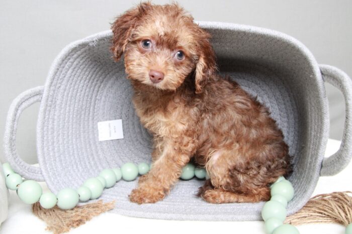 Apache- Bold Brown Male Cavapoo Puppy - Image 5