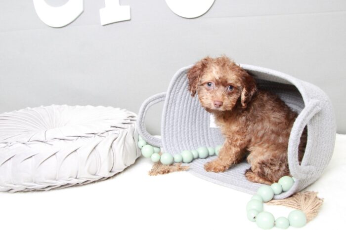 Apache- Bold Brown Male Cavapoo Puppy - Image 4