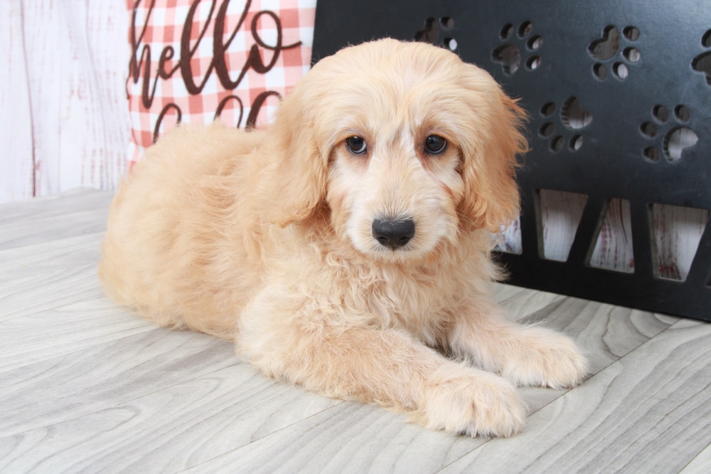 Appoo- Good Natured Male Mini Goldendoodle Puppy - Image 2