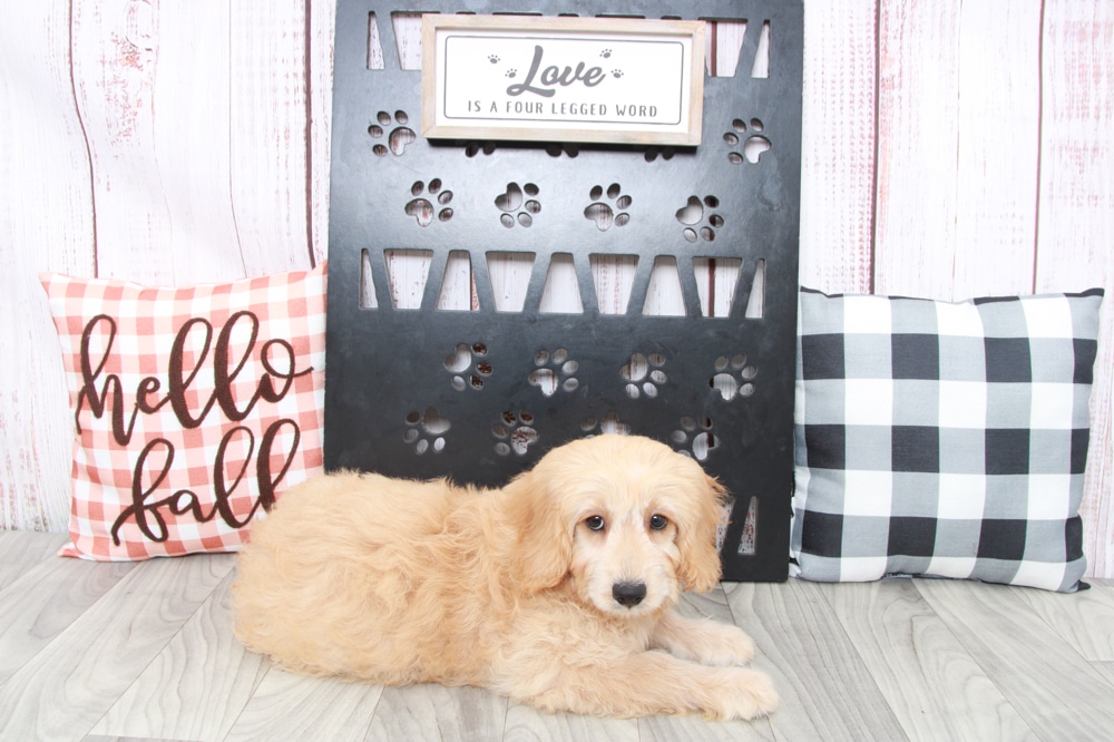 Appoo- Good Natured Male Mini Goldendoodle Puppy - Image 4