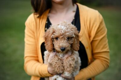 Woman holding Goldendoodle puppy