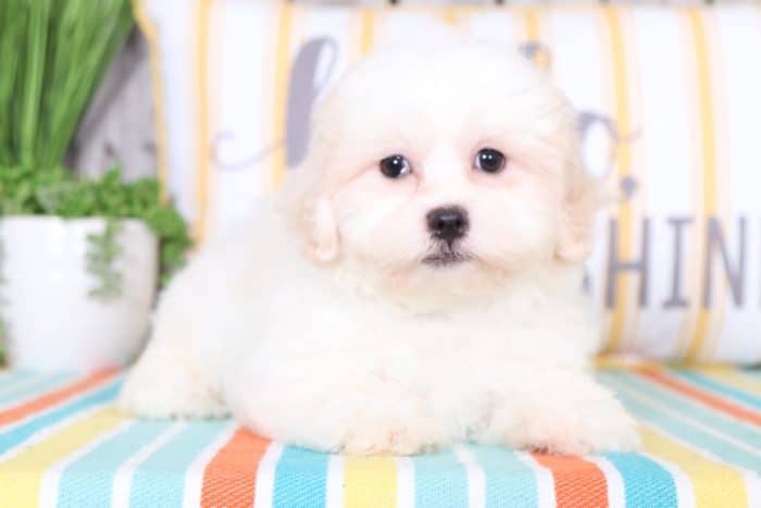 April - Adorable Teddy Bear