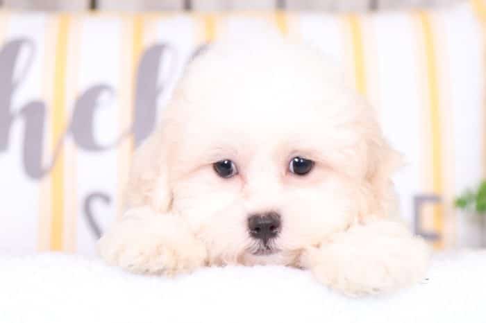 April - Adorable Teddy Bear - Image 2