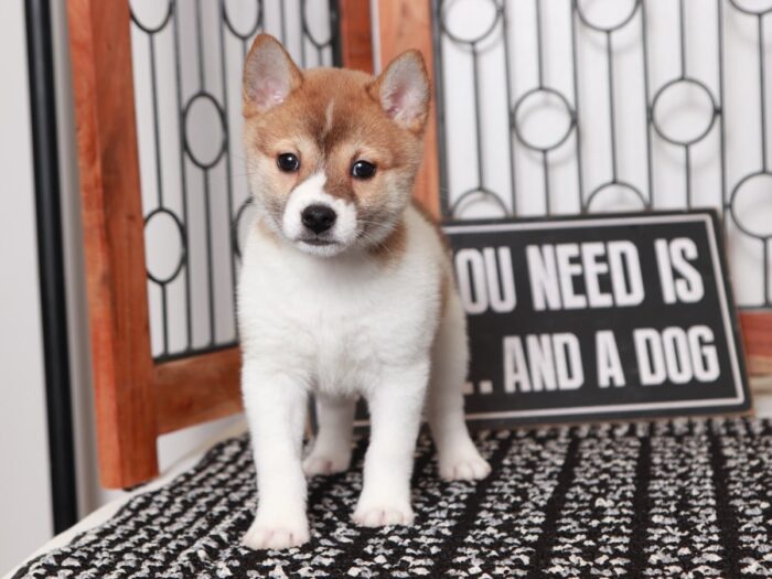 Arabell - Loving Red/White Female ACA Shiba Inu Puppy