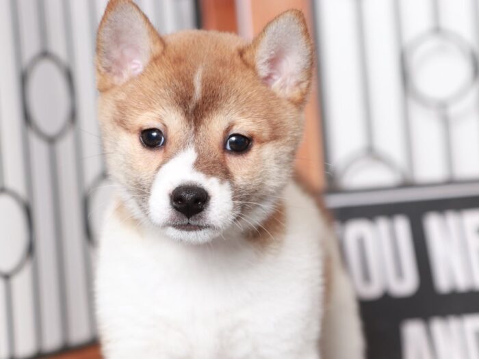 Arabell - Loving Red/White Female ACA Shiba Inu Puppy - Image 2