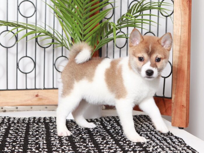Arabell - Loving Red/White Female ACA Shiba Inu Puppy - Image 3
