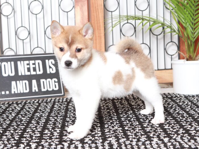 Arabell - Loving Red/White Female ACA Shiba Inu Puppy - Image 4