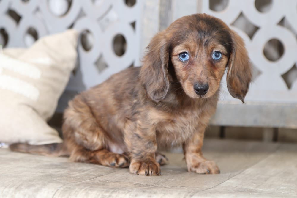 Arizona - Darling, Dapple, Long-haired Dachshund - Puppies Online