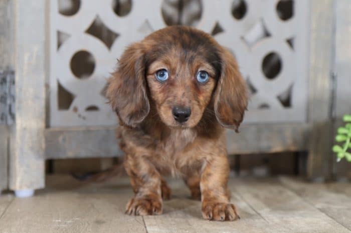 Arizona - Darling, Dapple, Long-haired Dachshund - Image 2