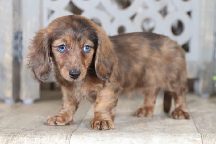 Arizona - Darling, Dapple, Long-haired Dachshund - Image 3