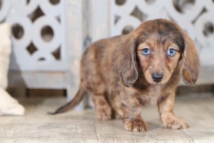 Arizona - Darling, Dapple, Long-haired Dachshund - Image 4