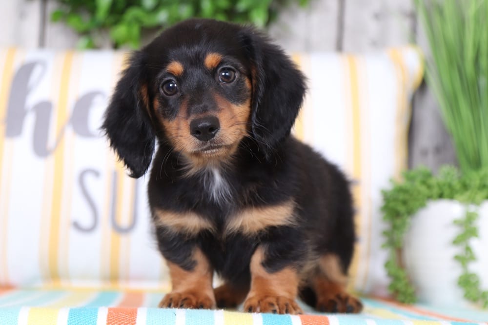 Arlo- Darling Long-haired Dachshund