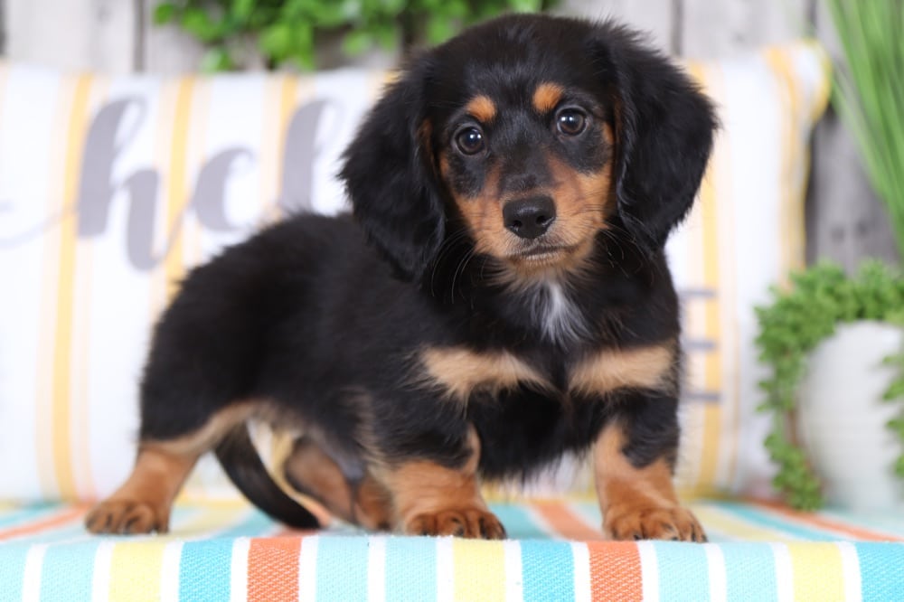 Arlo- Darling Long-haired Dachshund - Image 2