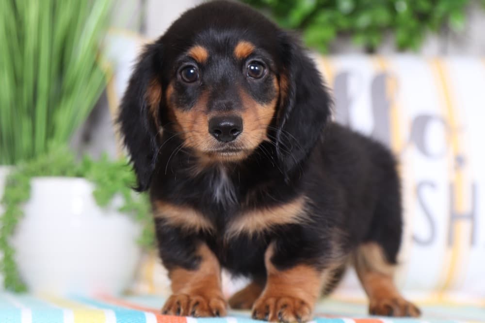 Arlo- Darling Long-haired Dachshund - Image 3