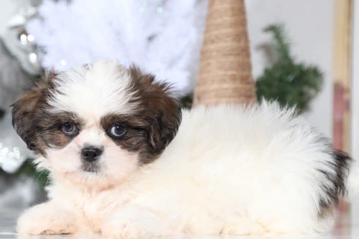Arlo - Spunky Little Male Bichon Puppy - Image 4