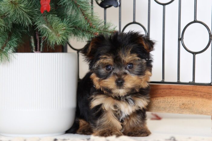 Arthur- Awesome Little AKC Toy Male Yorkie