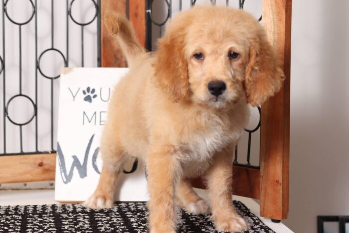 Arthur  - Lovable Male F1B Mini Goldendoodle