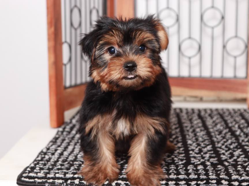 Yorkie Puppies for Sale in Ohio Little Puppies Online