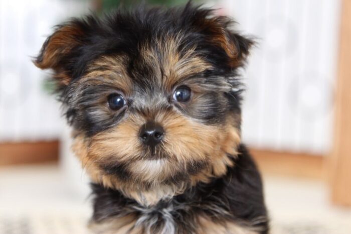 Arthur- Awesome Little AKC Toy Male Yorkie - Image 2