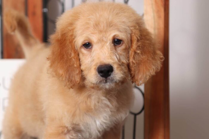 Arthur  - Lovable Male F1B Mini Goldendoodle - Image 2