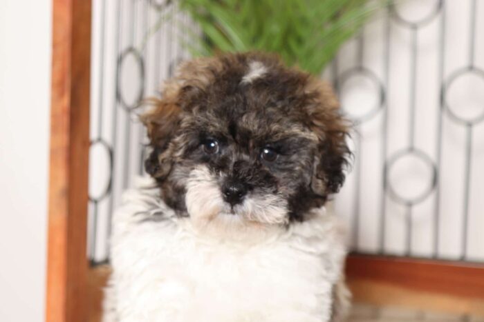 Arthur- Dashing Little Male Teddy Bear Puppy - Image 2