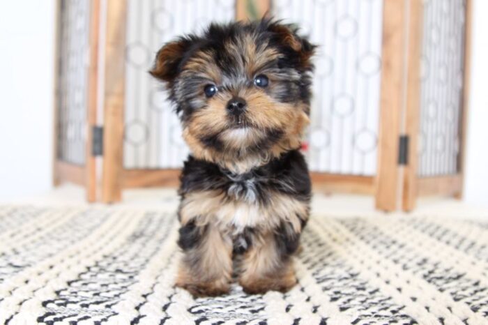 Arthur- Awesome Little AKC Toy Male Yorkie - Image 4