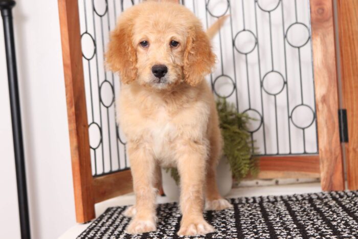 Arthur  - Lovable Male F1B Mini Goldendoodle - Image 3