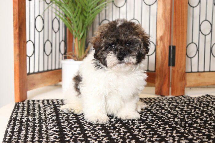 Arthur- Dashing Little Male Teddy Bear Puppy - Image 3