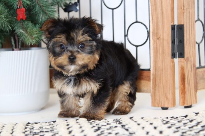 Arthur- Awesome Little AKC Toy Male Yorkie - Image 5