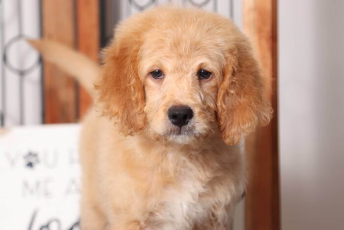 Arthur  - Lovable Male F1B Mini Goldendoodle - Image 4