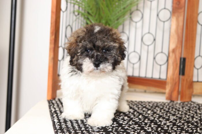 Arthur- Dashing Little Male Teddy Bear Puppy - Image 4