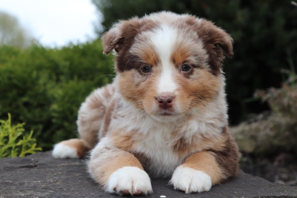red merle aussie stuffed animal