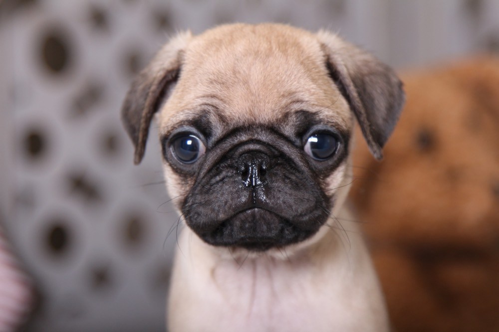 Artie - Amazing AKC Pug - Image 2