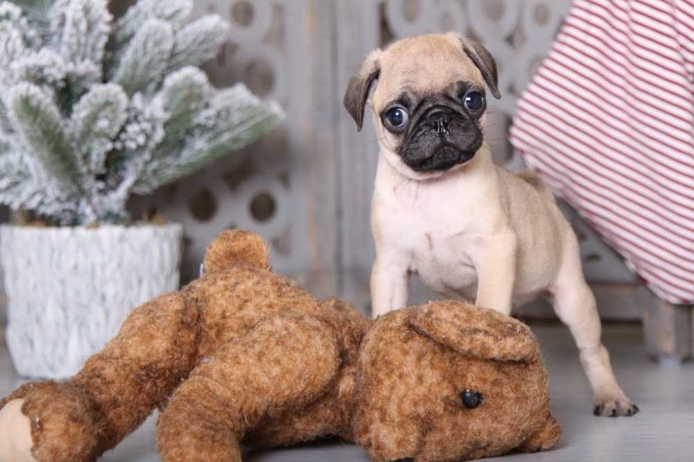 Artie - Amazing AKC Pug - Image 3