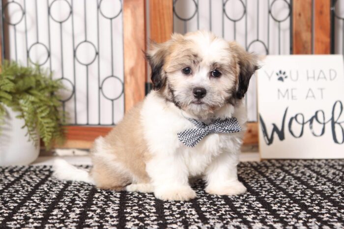 Asher - Great Male Teddy Bear Puppy