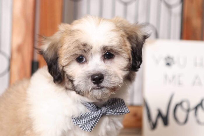 Asher - Great Male Teddy Bear Puppy - Image 2