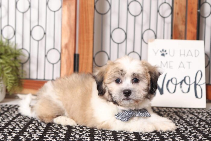 Asher - Great Male Teddy Bear Puppy - Image 3