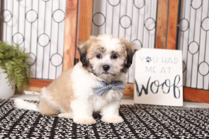 Asher - Great Male Teddy Bear Puppy - Image 4