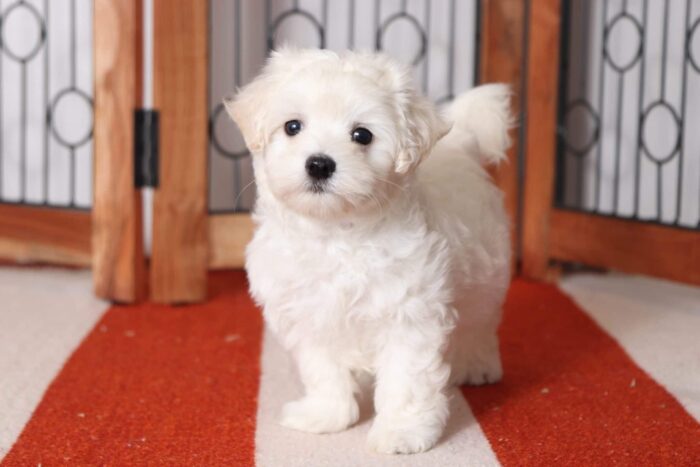 Astro - Stunning Little Male Maltese Puppy