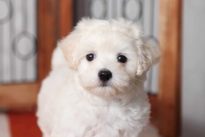 Astro - Stunning Little Male Maltese Puppy - Image 2
