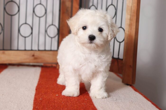 Astro - Stunning Little Male Maltese Puppy - Image 3