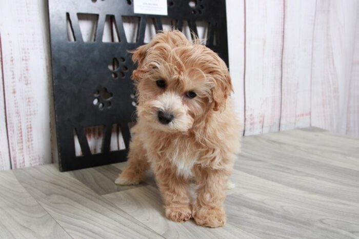 Astro- Handsome Red Male Hava-Poo Puppy - Image 5