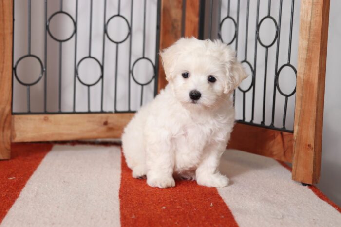 Astro - Stunning Little Male Maltese Puppy - Image 4