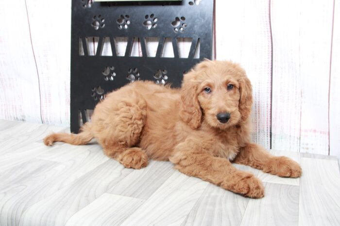 Audi - Happy Tan Male Goldendoodle Puppy