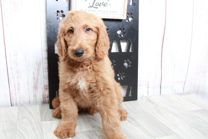 Audi - Happy Tan Male Goldendoodle Puppy - Image 2