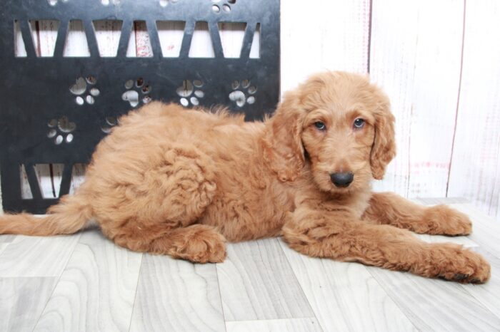 Audi - Happy Tan Male Goldendoodle Puppy - Image 6