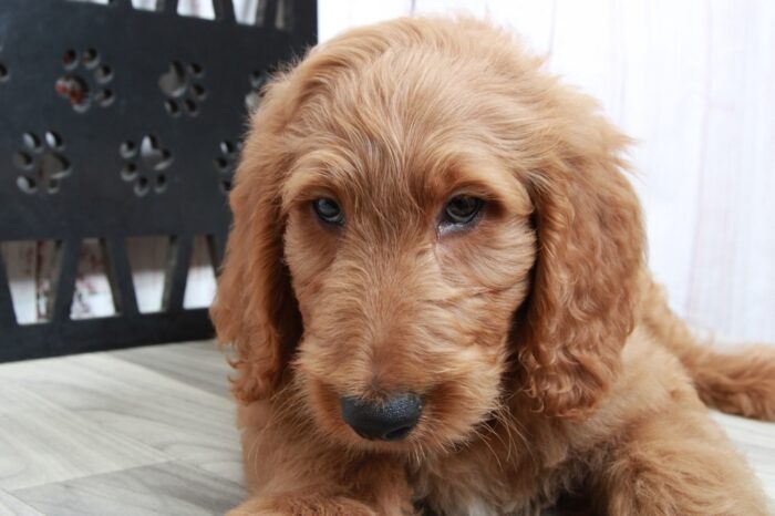 Audi - Happy Tan Male Goldendoodle Puppy - Image 5