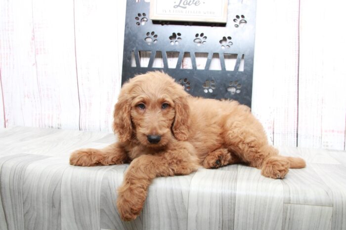 Audi - Happy Tan Male Goldendoodle Puppy - Image 4