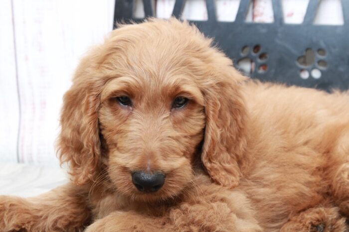 Audi - Happy Tan Male Goldendoodle Puppy - Image 3